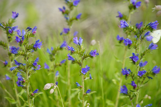 Bugloss plant for healthy skin
