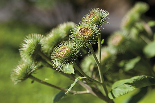 Burdock plant