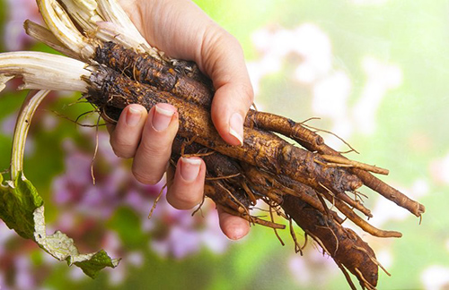 Could The Burdock Plant Lower Blood Sugar? Studies Show Promise with 2 Grams Daily 1