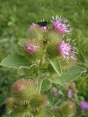 burdock root tincture