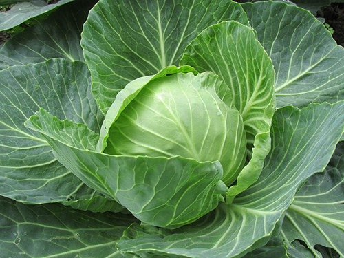 Cabbage waiting to be eaten for its many health benefits