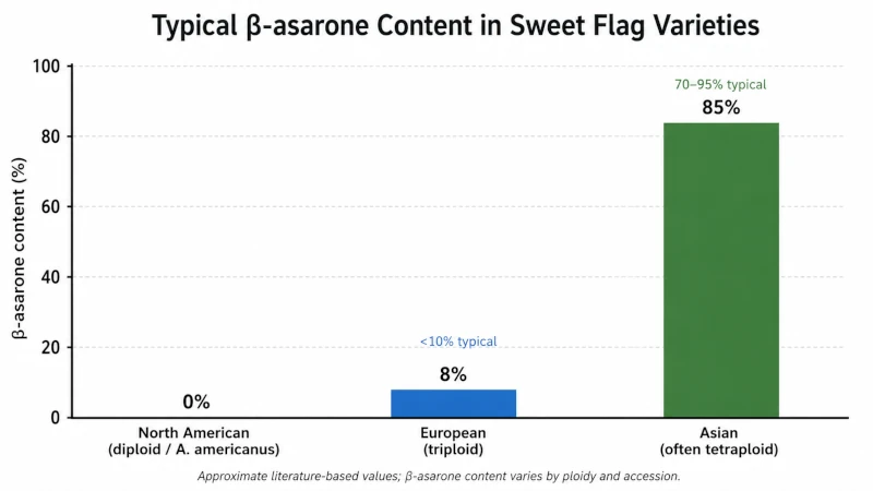 Bar chart comparing typical β-asarone content in North American, European, and Asian sweet flag varieties.
