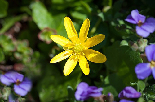 celandine plant for sale