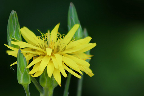 Comfrey flower