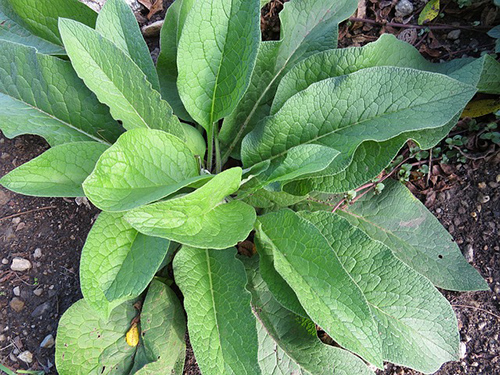 Comfrey leaves