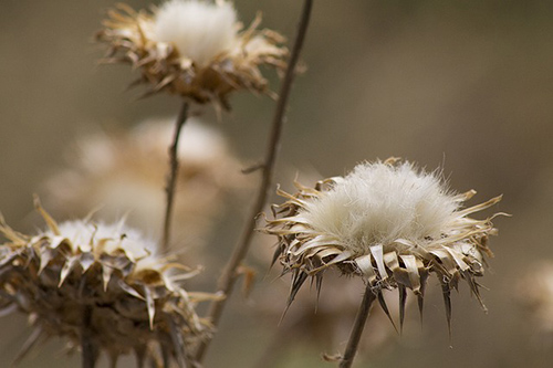 cotton plant for optimal health