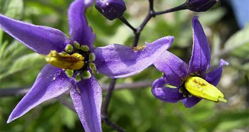 deadly nightshade flower