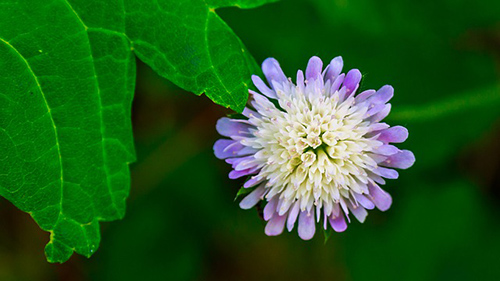 field scabious leaves