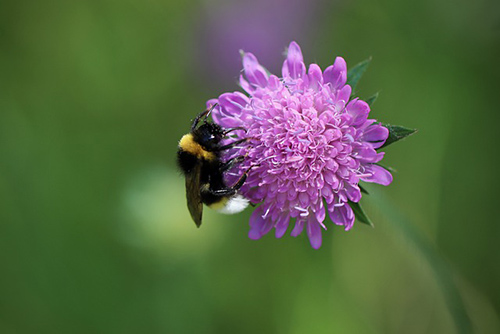 field scabious uses
