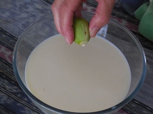 Fig tree milk is an awesome remedy for calluses and warts