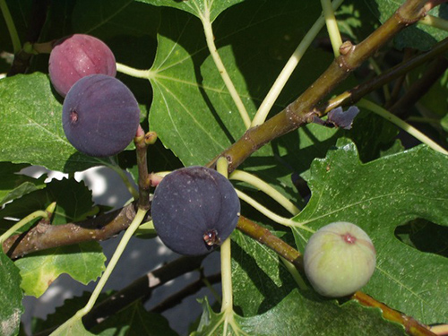 fig tree for great skin health