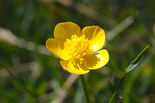 greater celandine flower