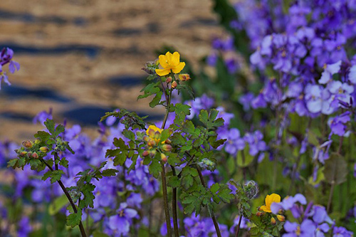 greater celandine seeds