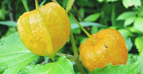 Ground cherry health benefits