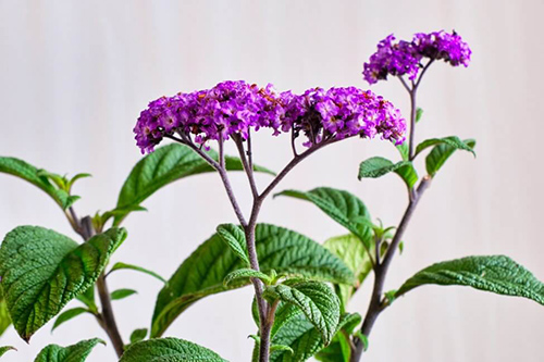 heliotrope common name