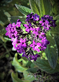 Could the Heliotrope Plant Hold Secrets for Skin Healing? 325+ Species Worldwide 1