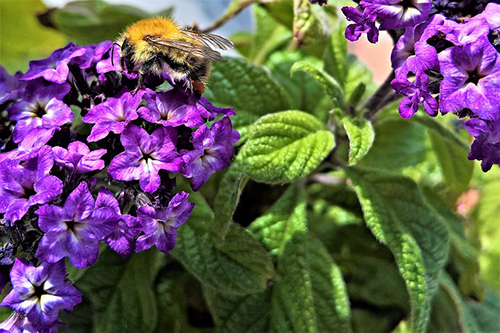 heliotrope stone benefits