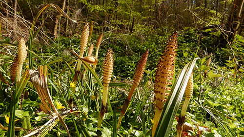 horsetail is an excellent remedy for skin ailments