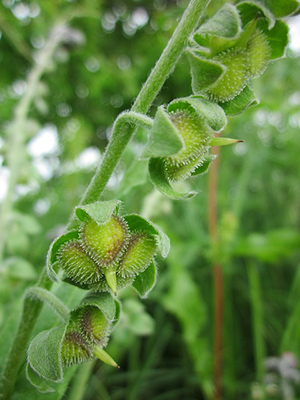 hound’s tongue native to