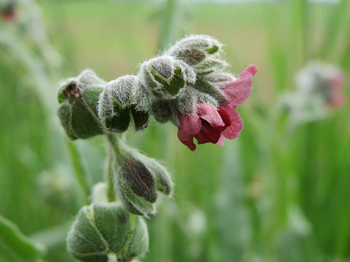 Hound's tongue plant health benefits