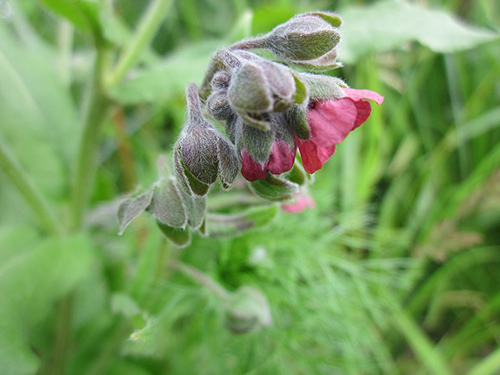 houndstongue medicinal