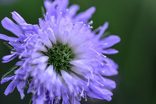 is field scabious edible