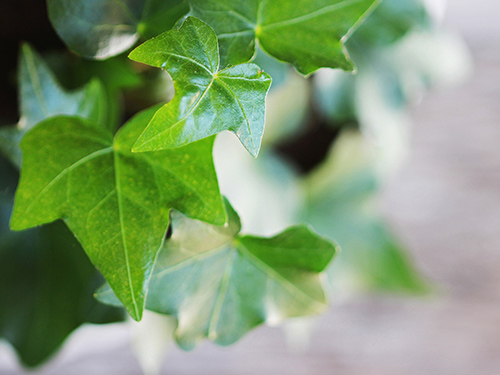 The medicinal properties of ivy