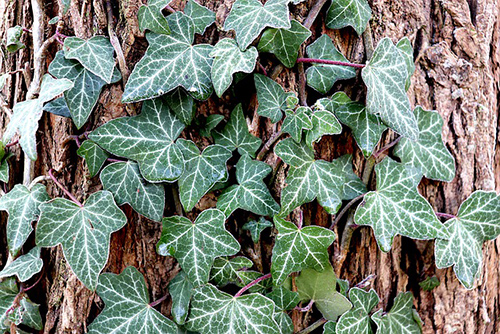 Ivy plant health benefits