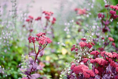 livelong plant flowers