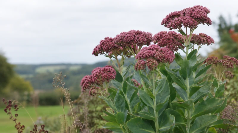 Livelong plant (Hylotelephium telephium) with fleshy leaves and dusky-pink flower heads.