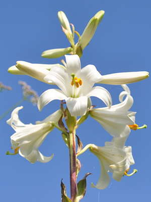 madonna lily bulbs