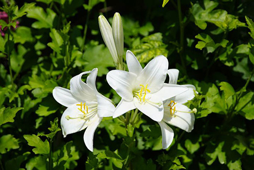madonna lily flower benefits