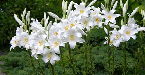 madonna lily flower health benefits