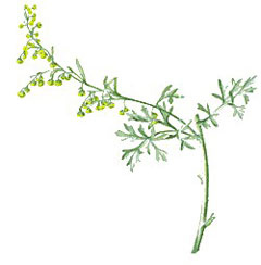 mexican wormwood uses