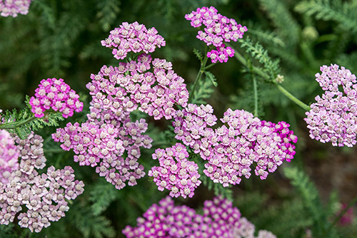 the milfoil plant