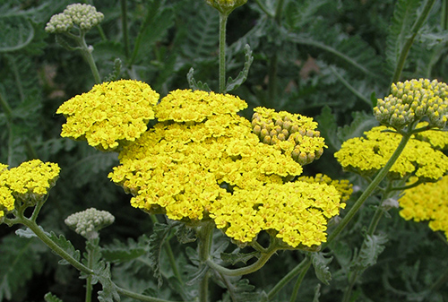 Milfoil is a great remedy for many conditions