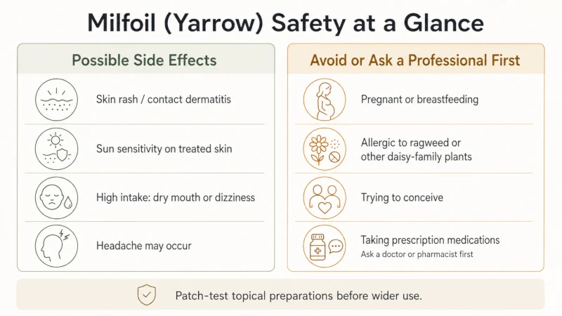 Yarrow safety infographic covering allergies pregnancy breastfeeding skin reactions and medication precautions