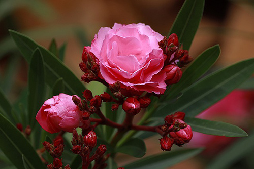 Oleander Plant Health Benefits: Top 10 Questions and Answers You Should Know 1