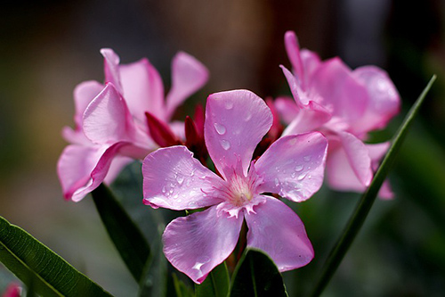 oleander tree height