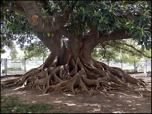 The Ombu tree