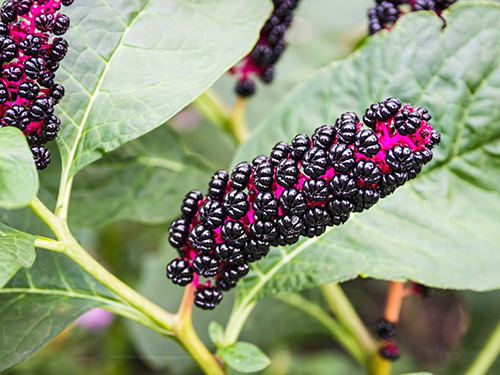 pigeon berry benefits