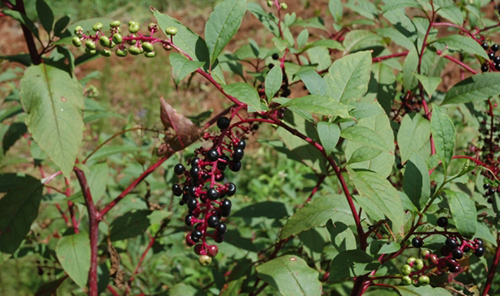 pokeweed plant health benefits