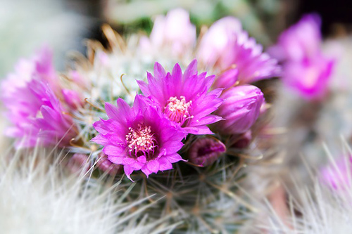 prickly pear nutritional benefits