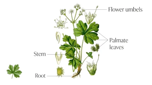 Labelled botanical diagram of the sanicle plant showing palmate leaves, flower umbels, stem, and root.
