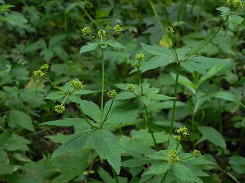 sanicula europaea medicinal uses