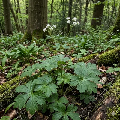 European sanicle (Sanicula europaea) growing on a shaded woodland floor, showing palmate basal leaves and small white umbel flowers.