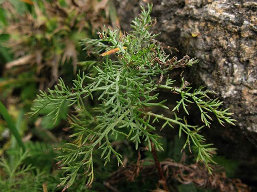 sea wormwood for stomach problems