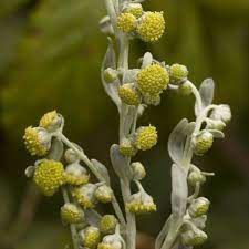 Sea wormwood medicinal uses