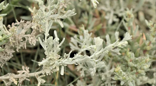 sea wormwood plant benefits