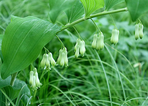 solomon's seal oil